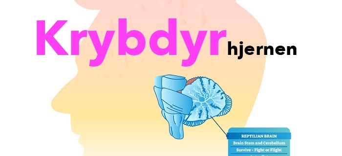 Reptilhjernen. Krybdyrhjernen. Reptilian Complex udfører ordrer i hjernen uden at du ved det